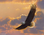 eagle soaring
